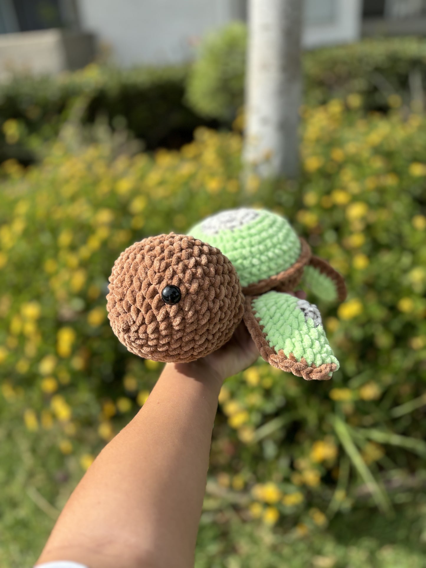 Kiwi turtle