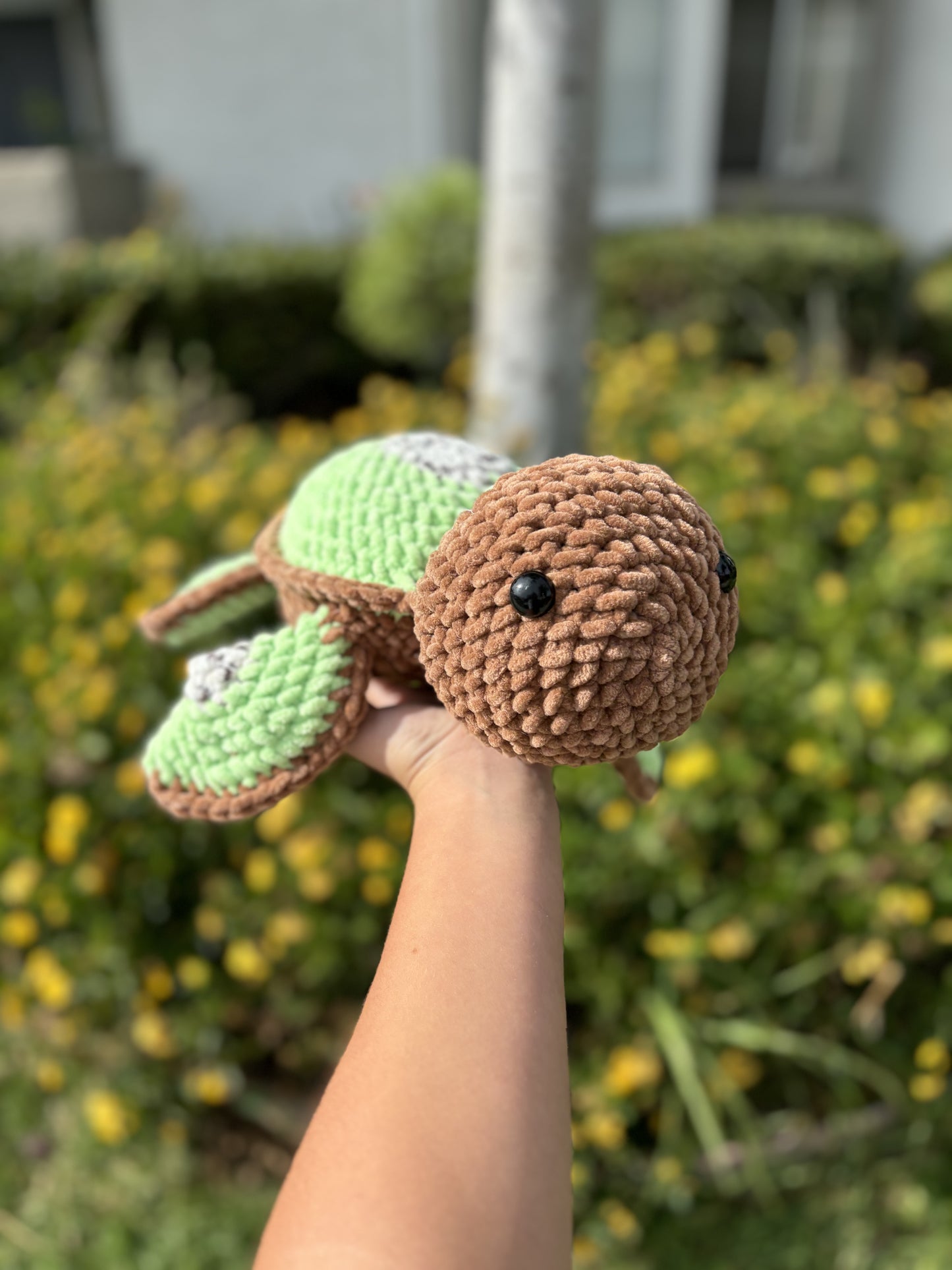 Kiwi turtle