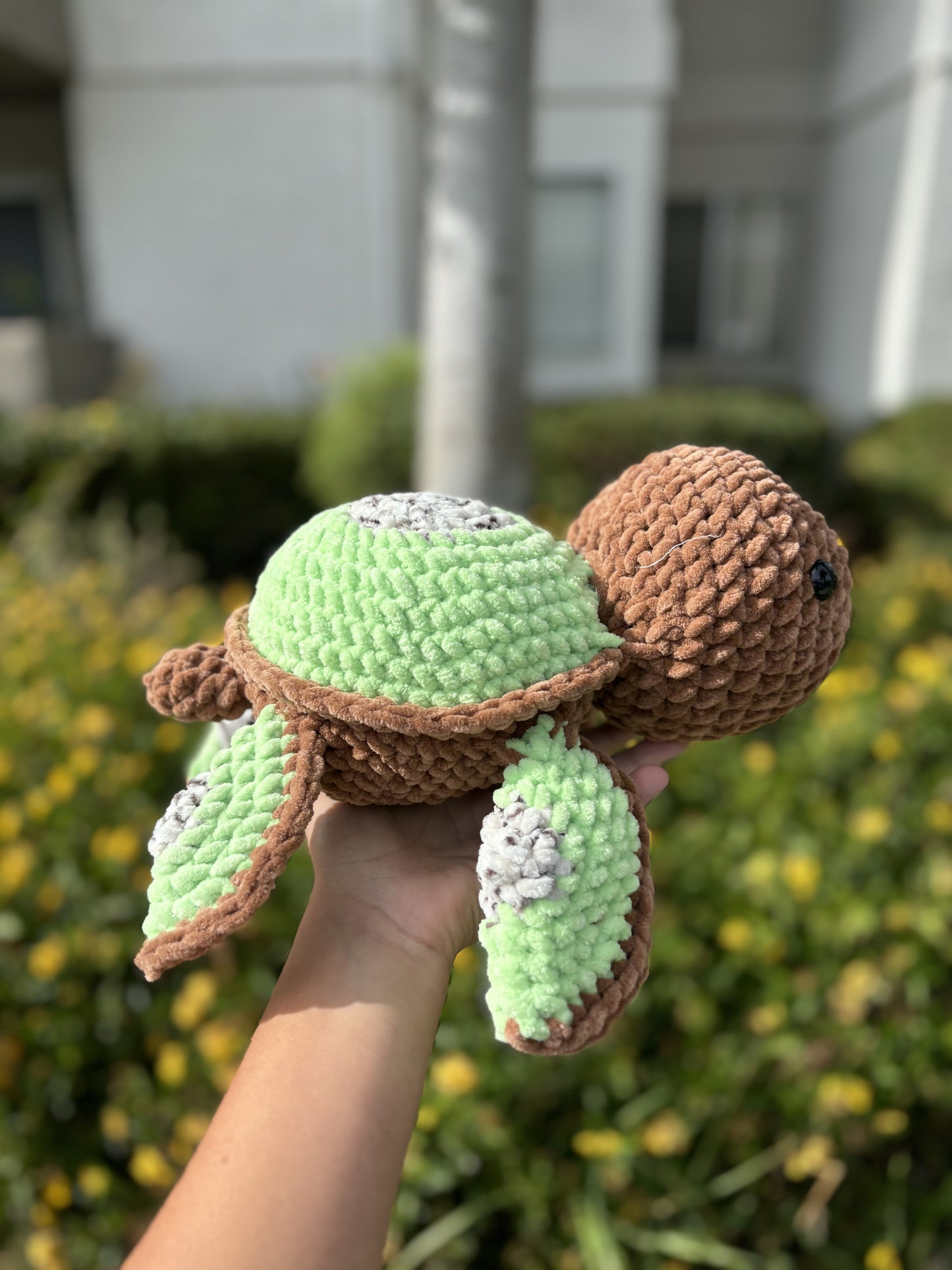 Kiwi turtle