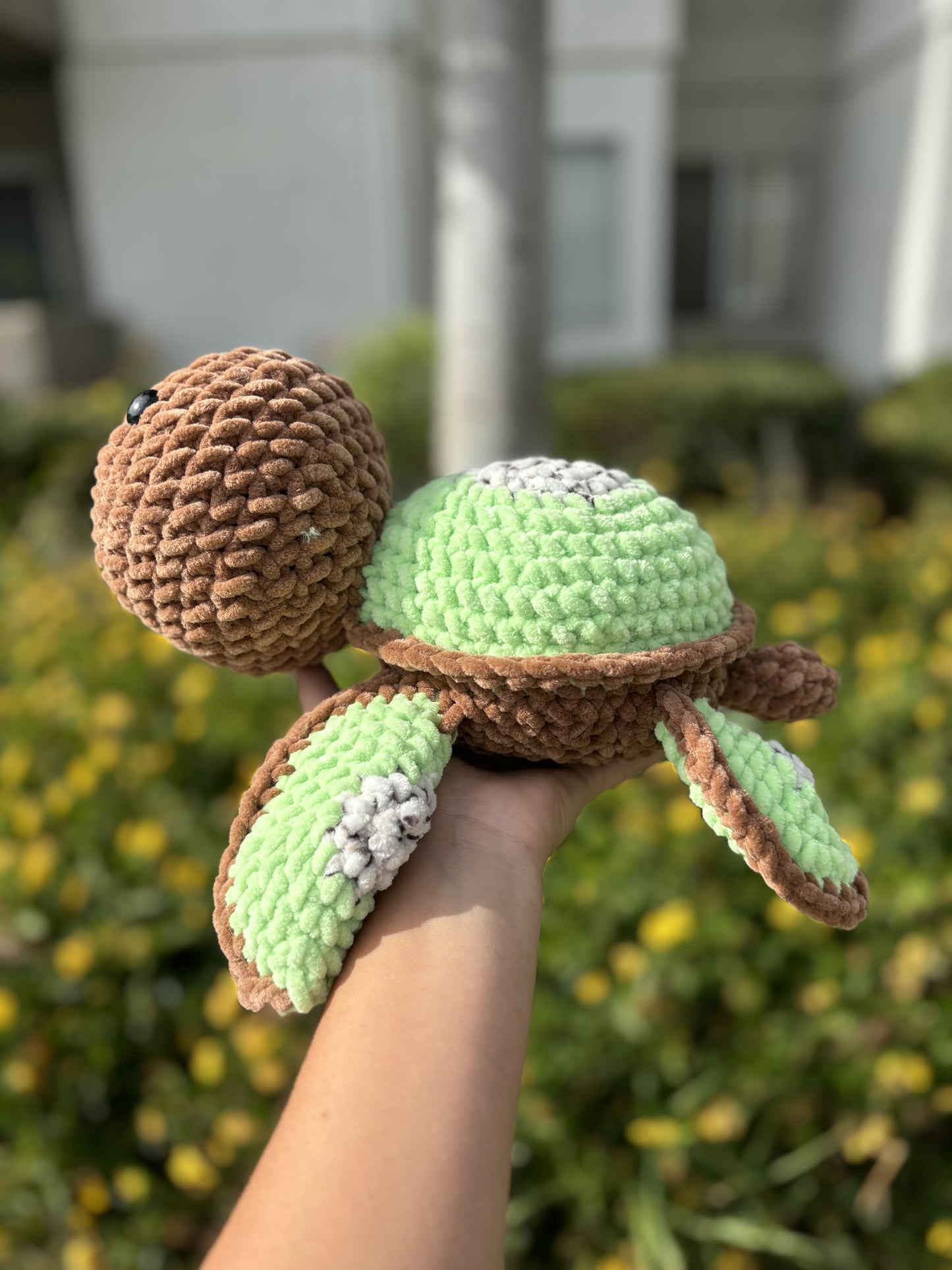 Kiwi turtle