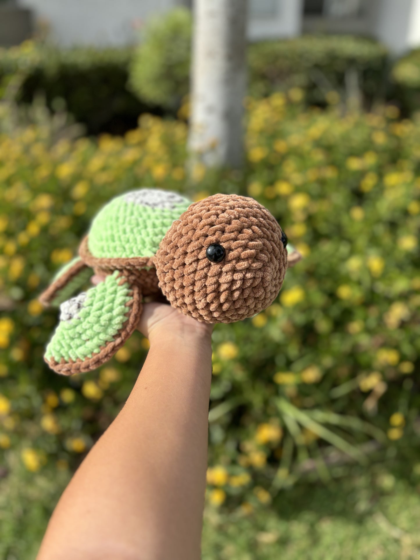 Kiwi turtle